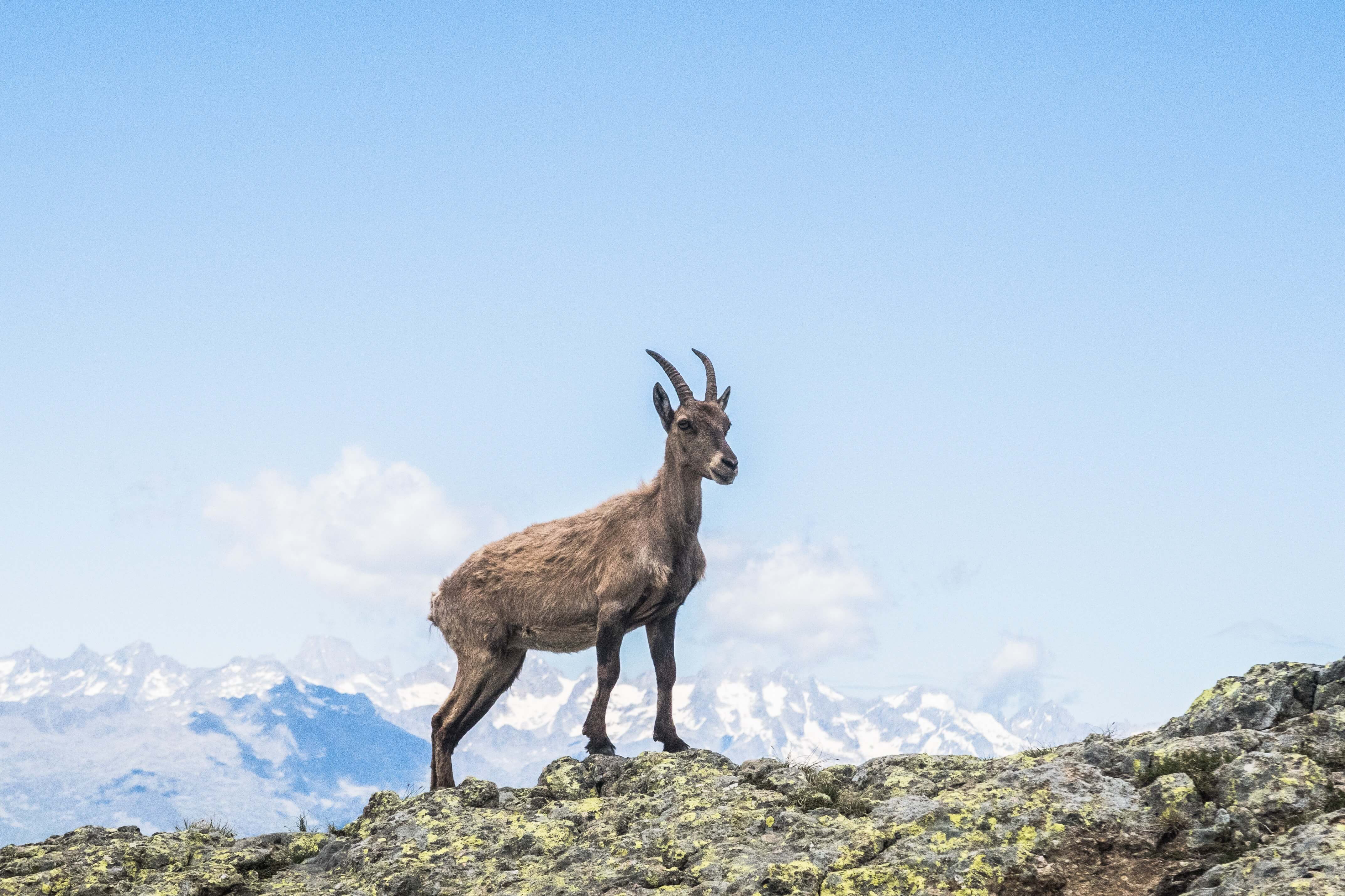 Uno stambecco sulla cresta di una montagna